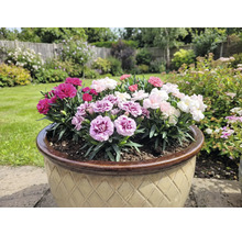 Pot de fleurs avec des œillets colorés dans le jardin