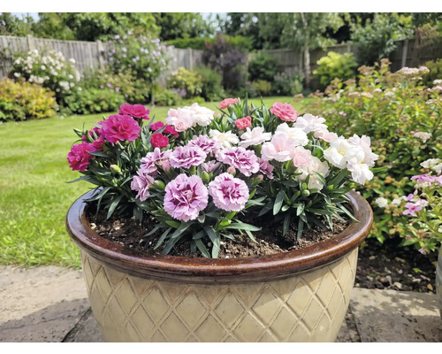 Pot de fleurs avec des œillets colorés dans le jardin