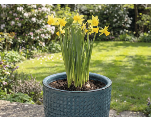 Jonquilles jaunes dans un pot de fleurs dans le jardin.