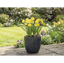 Jonquilles jaunes dans un pot de fleurs structuré dans le jardin.