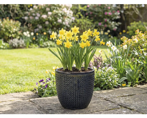 Jonquilles jaunes dans un pot de fleurs structuré dans le jardin.