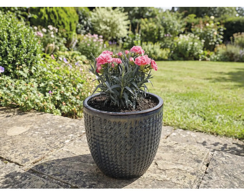 Œillet dans un vase à fleurs en céramique structurée dans le jardin