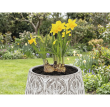 Narzissen in einem Topf im Garten.