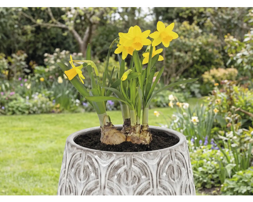 Narzissen in einem Topf im Garten.