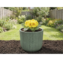 Primevère jaune dans un pot de fleurs dans le jardin.