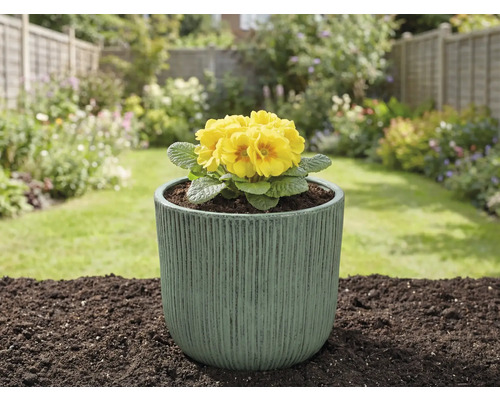 Primevère jaune dans un pot de fleurs dans le jardin.