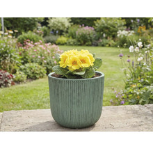 Primevère jaune en pot dans le jardin