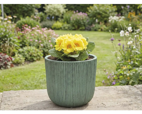 Primevère jaune en pot dans le jardin