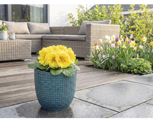 Primevère jaune dans un pot de fleurs bleu sur une terrasse avec des meubles de jardin et un jardin fleuri