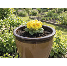 Primevère jaune dans un pot de fleurs brun dans le jardin.