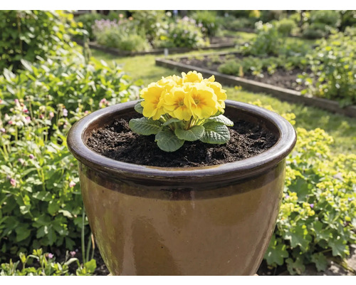 Primevère jaune dans un pot de fleurs brun dans le jardin.