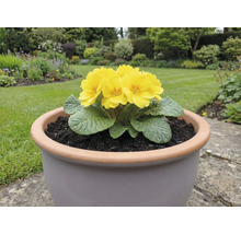 Primevère jaune dans un pot de fleurs sur une terrasse de jardin.