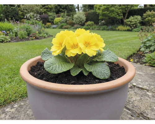 Primevère jaune dans un pot de fleurs sur une terrasse de jardin.