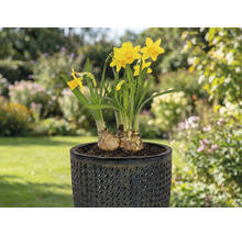 Narzissen in einem Topf im Garten