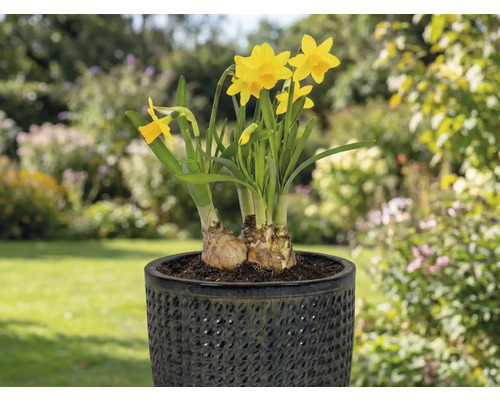 Narzissen in einem Topf im Garten