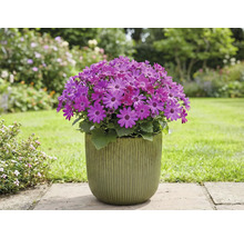 Cineraria en fleurs en pot dans le jardin.