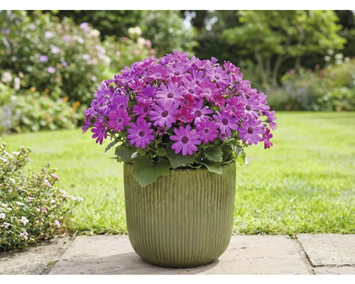 Cineraria en fleurs en pot dans le jardin.