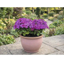 Pot de fleurs avec des fleurs violettes sur une terrasse