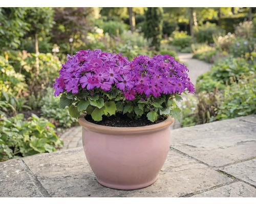 Pot de fleurs avec des fleurs violettes sur une terrasse