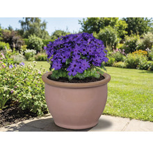 Fleur bleue dans un pot en terre cuite dans le jardin.