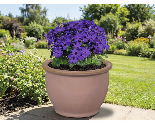 Fleur bleue dans un pot en terre cuite dans le jardin.