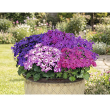 Pot rempli de fleurs de Senetti colorées dans le jardin