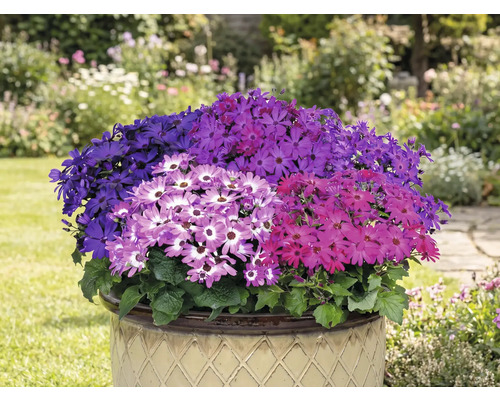 Pot rempli de fleurs de Senetti colorées dans le jardin
