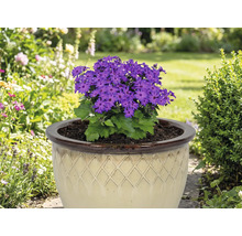 Cineraria bleu dans un pot beige