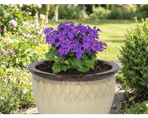 Cineraria bleu dans un pot beige