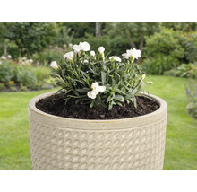 Oeillets blancs dans un pot de fleurs structuré pour le jardin.
