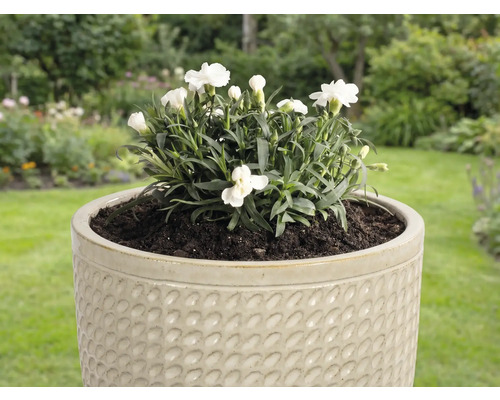 Oeillets blancs dans un pot de fleurs structuré pour le jardin.