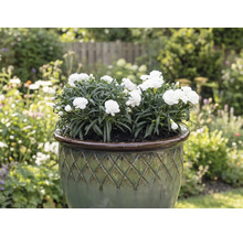 Œillets blancs dans un pot de fleurs dans le jardin