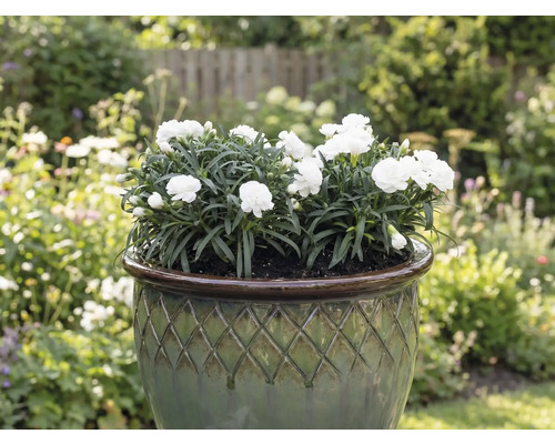 Œillets blancs dans un pot de fleurs dans le jardin