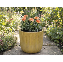 Œillets dans une jardinière rainurée dans le jardin