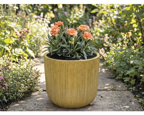 Œillets dans une jardinière rainurée dans le jardin