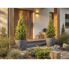 Zone d'entrée d'une maison avec deux cyprès dans des pots