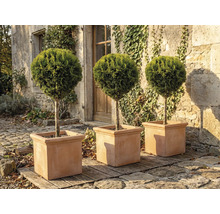 Drei runde Zypressen in quadratischen Pflanzgefäßen im Garten.