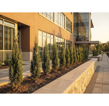 Vue extérieure d'un bâtiment avec des cyprès le long du trottoir