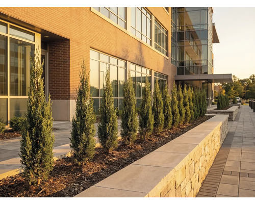Vue extérieure d'un bâtiment avec des cyprès le long du trottoir