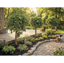 Gestalteter Garten mit Zierbäumen, Blumen und Steinen
