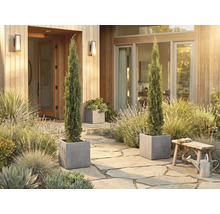 Espace d'entrée décoratif avec deux cyprès élancés dans des bacs à fleurs carrés