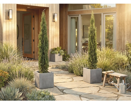 Espace d'entrée décoratif avec deux cyprès élancés dans des bacs à fleurs carrés