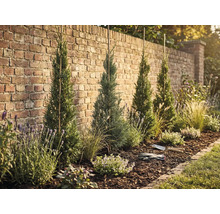 Espace de jardin aménagé avec des cyprès, de la lavande et du paillis