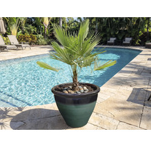 Palmier nain en pot au bord de la piscine