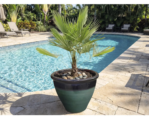 Palmier nain en pot au bord de la piscine