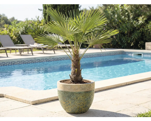 Palmier nain en pot près de la piscine et des chaises longues