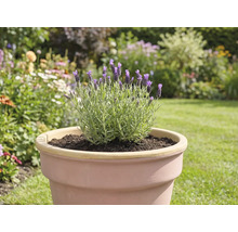 Lavande dans un pot dans le jardin