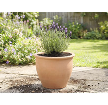 Lavande dans un pot en terre cuite dans le jardin.