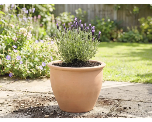 Lavande dans un pot en terre cuite dans le jardin.