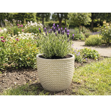 Lavande dans un pot dans le jardin.